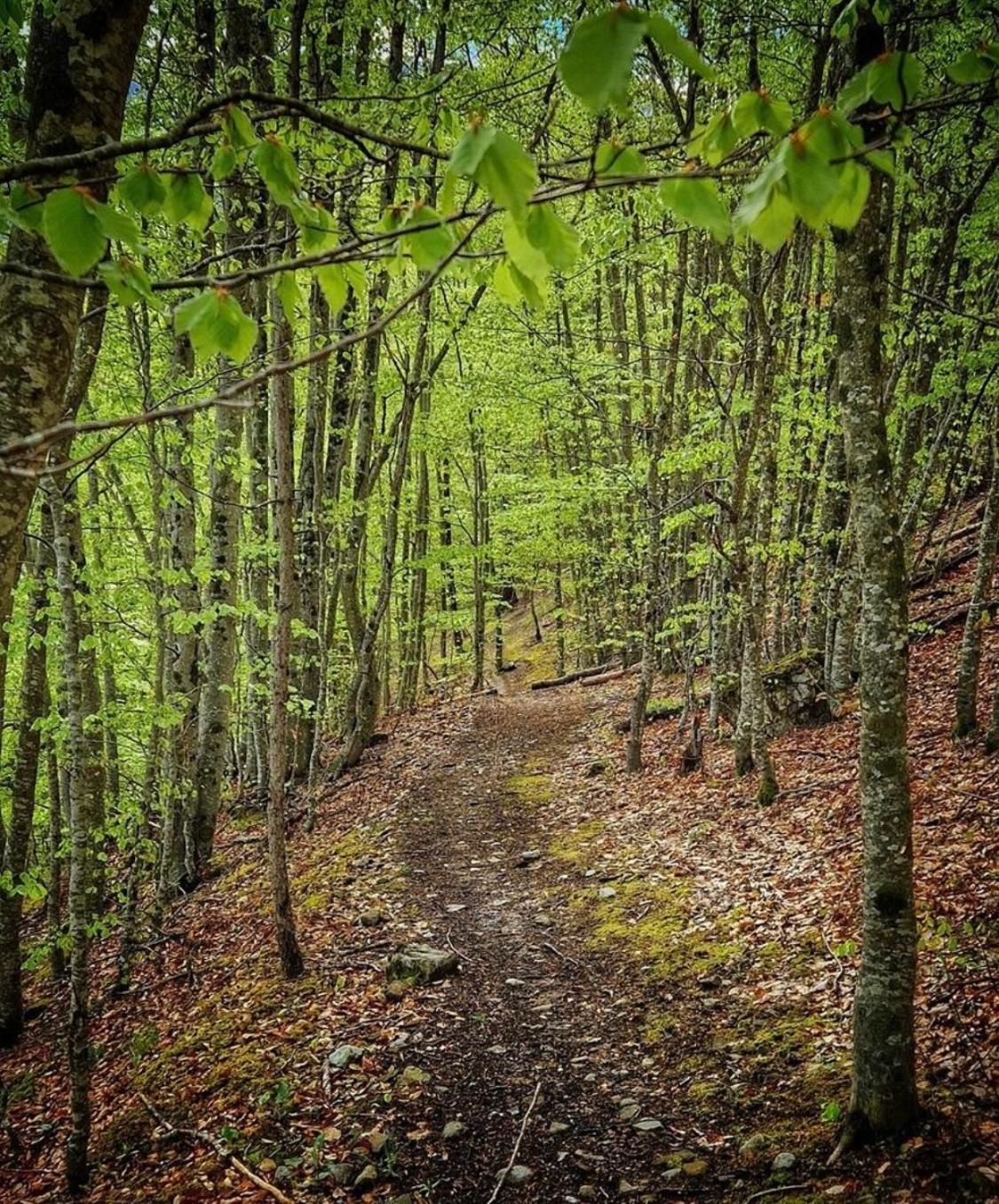 Le Meleze Leilighet Villar-Saint-Pancrace Eksteriør bilde